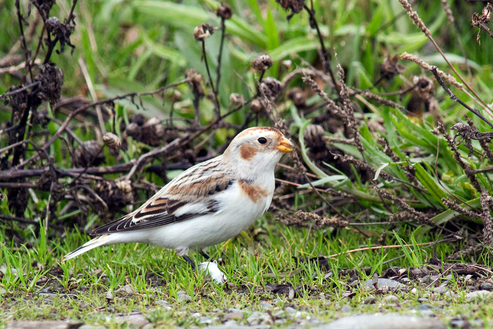 Snow Bunting